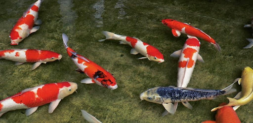 Koi Fish HD 3D Wallpaper PC screenshot Koi Fish HD 3D Wallpaper PC screenshot