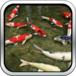Koi Fish HD 3D Wallpaper for PC Koi Fish HD 3D Wallpaper for PC