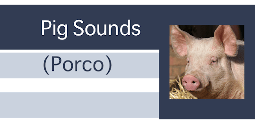 Pig Sounds - Porco PC screenshot