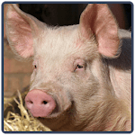 Pig Sounds - Porco for PC