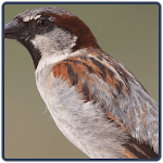 Sparrow Sounds - Pardal for PC Sparrow Sounds - Pardal for PC