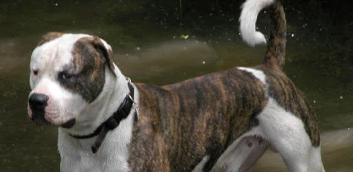 American Bulldog Dog Wallpaper PC screenshot