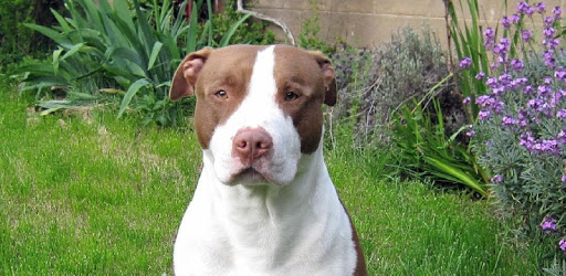 American Pit Bull Terrier Wall PC screenshot