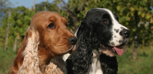 Cocker Spaniel Dogs Wallpapers PC screenshot