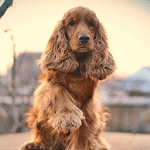 Cocker Spaniel Dogs Wallpapers icon