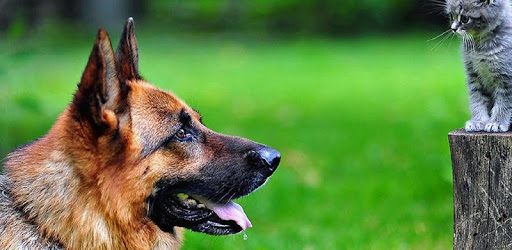 German Shepherd Dogs Wallpaper PC screenshot