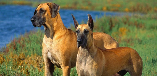 Great Dane Dogs Wallpapers PC screenshot
