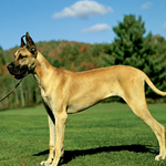 Great Dane Dogs Wallpapers icon