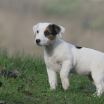 Jack Russell Terrier Dogs Wall icon