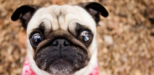 Pug Dogs Wallpapers PC screenshot Pug Dogs Wallpapers PC screenshot
