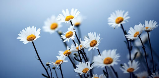 Daisy Live Wallpaper PC screenshot Daisy Live Wallpaper PC screenshot