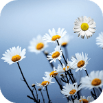 Daisy Live Wallpaper for PC Daisy Live Wallpaper for PC