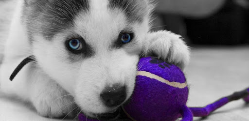Husky puppies Live Wallpaper PC screenshot