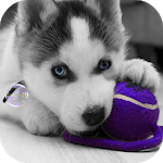 Husky puppies Live Wallpaper icon
