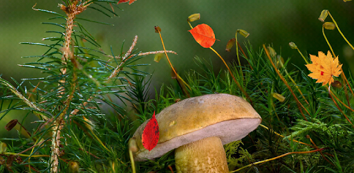 Beautiful Autumn Live Wallpaper PC screenshot
