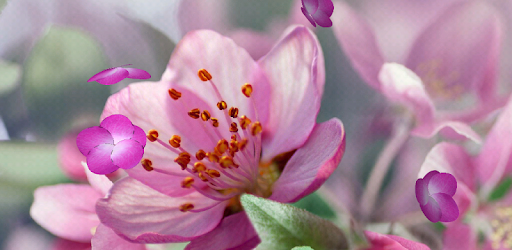 Cherry Blossom Live Wallpaper PC screenshot