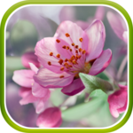 Cherry Blossom Live Wallpaper for PC