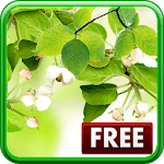 Leaf Live Wallpaper for PC