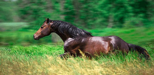 Horse Wallpaper HD : backgrounds & themes PC screenshot
