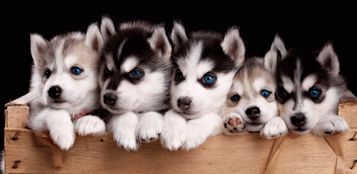 Husky dog Wallpaper HD : backgrounds & themes PC screenshot Husky dog Wallpaper HD : backgrounds & themes PC screenshot
