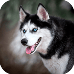 Husky dog Wallpaper HD : backgrounds & themes for PC Husky dog Wallpaper HD : backgrounds & themes for PC