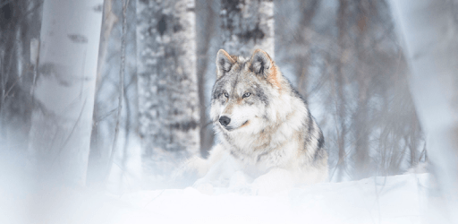 Wolf Wallpaper HD : backgrounds & themes PC screenshot