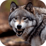 Wolf Wallpaper HD : backgrounds & themes for PC