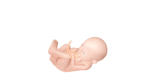 Pregnancy Due Date Calculator and Calendar PC screenshot