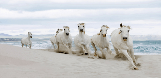 Horses Wallpapers PC screenshot Horses Wallpapers PC screenshot