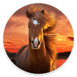Horses Wallpapers for PC Horses Wallpapers for PC