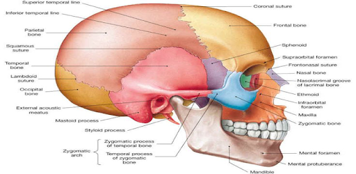 Anatomy Of Human Body PC screenshot Anatomy Of Human Body PC screenshot