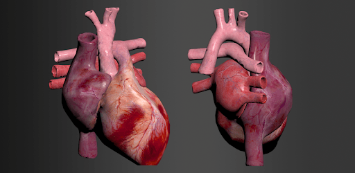 Circulatory System in 3D (Anatomy) PC screenshot Circulatory System in 3D (Anatomy) PC screenshot
