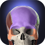Anatomyka - Interactive 3D Human Anatomy for PC Anatomyka - Interactive 3D Human Anatomy for PC