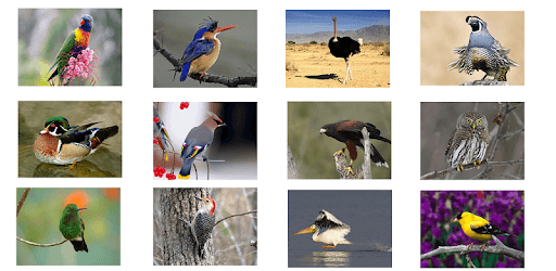 Bird Sounds PC screenshot