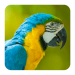 Bird Sounds icon