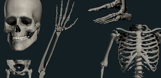Osseous System in 3D (Anatomy) PC screenshot