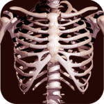 Osseous System in 3D (Anatomy) icon