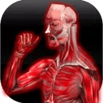 Anatomy Muscles icon