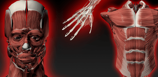 Muscular System 3D (anatomy) PC screenshot