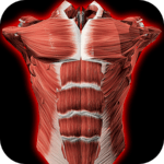 Muscular System 3D (anatomy) icon
