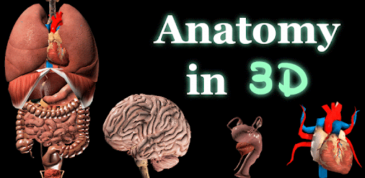 Internal Organs in 3D (Anatomy) PC screenshot