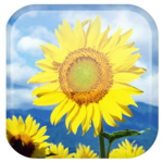 Sunflower Live Wallpaper for PC Sunflower Live Wallpaper for PC