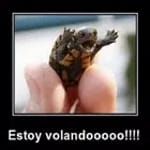 Imagenes Graciosas para Wasap for PC Imagenes Graciosas para Wasap for PC