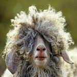 Funny Photos for PC Funny Photos for PC