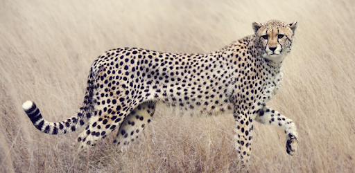 Cheetah Sounds PC screenshot Cheetah Sounds PC screenshot