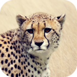 Cheetah Sounds for PC Cheetah Sounds for PC