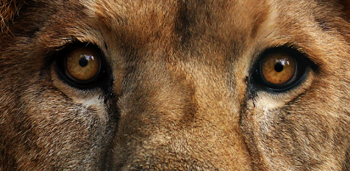 Lion Sounds PC screenshot