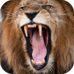 Lion Sounds icon
