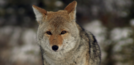 Coyote Sounds PC screenshot