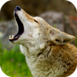Coyote Sounds for PC